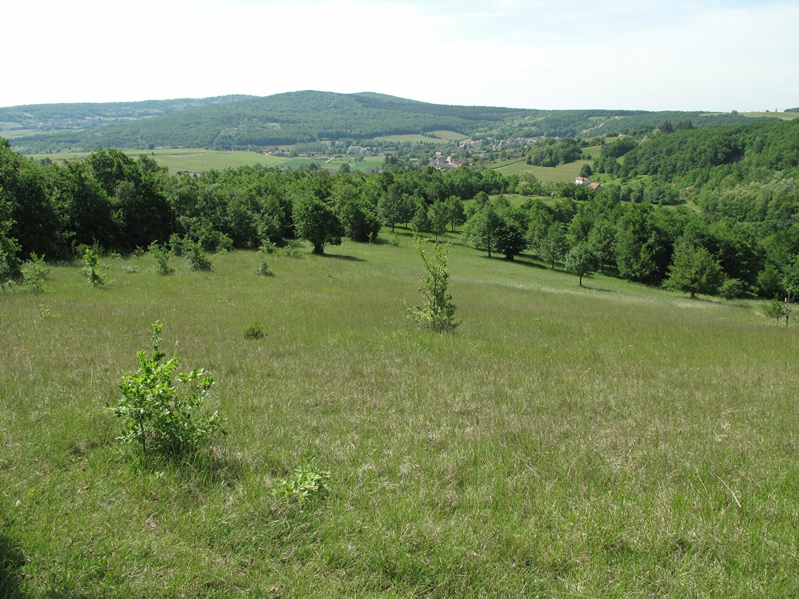 L’évolution des pelouses calcaires en Bourgogne Franche-Comté