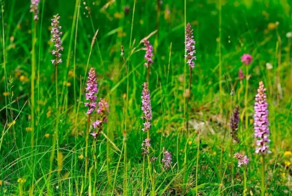 Orchidées du Nivernais ©Gobet Jean-Marie
