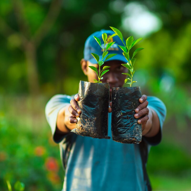 En 2025, la nouvelle campagne de reboisement prévoit la plantation de 14 680 nouveaux arbres. Dans le cadre de nos engagements RSE, GEOFIT est en lien avec des pépiniéristes malgaches.