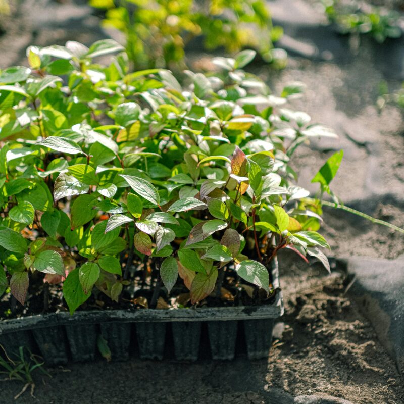 GEOFIT s'engage à planter 14 680 nouveaux arbres pour cette campagne de reboisement 2025.
