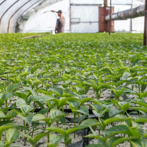 Dans le cadre d'une nouvelle campagne de reboisement, GEOFIT s'engage à planter 14 680 arbres sur l'île de Madagascar.