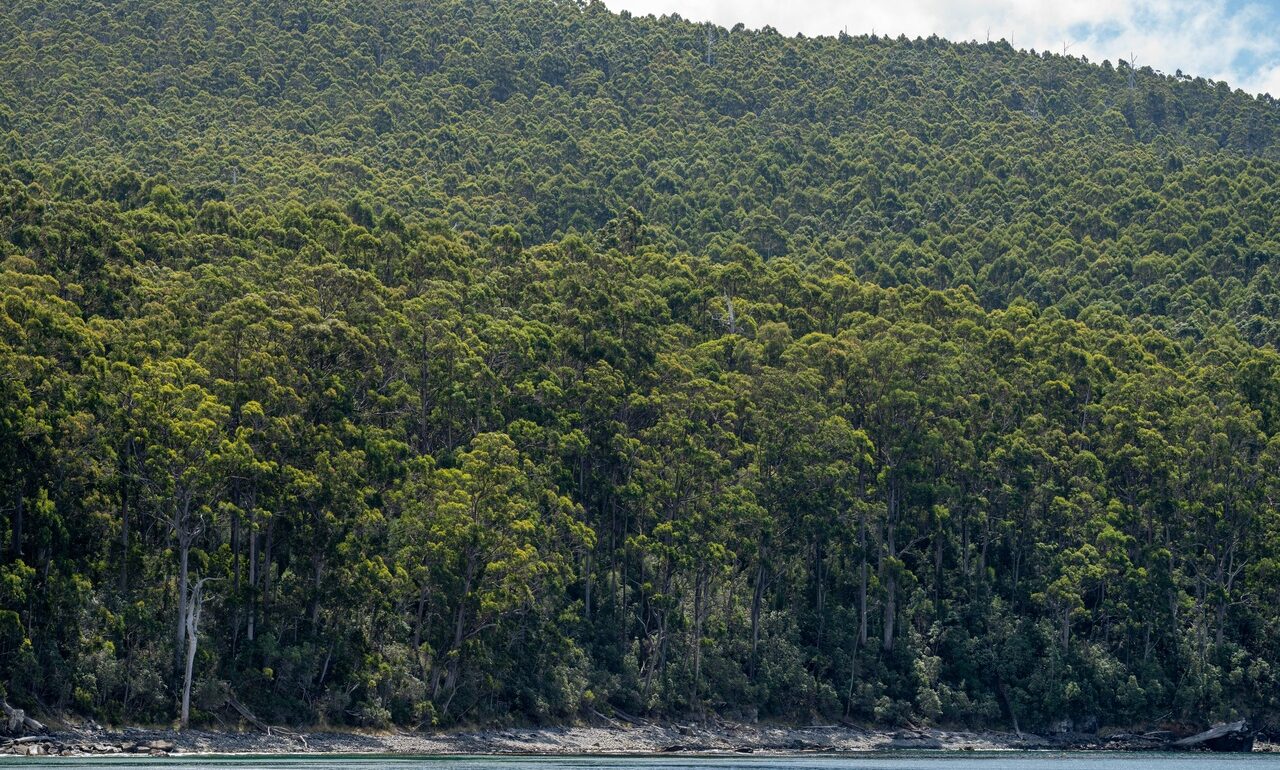 Gestion forestière au Chili