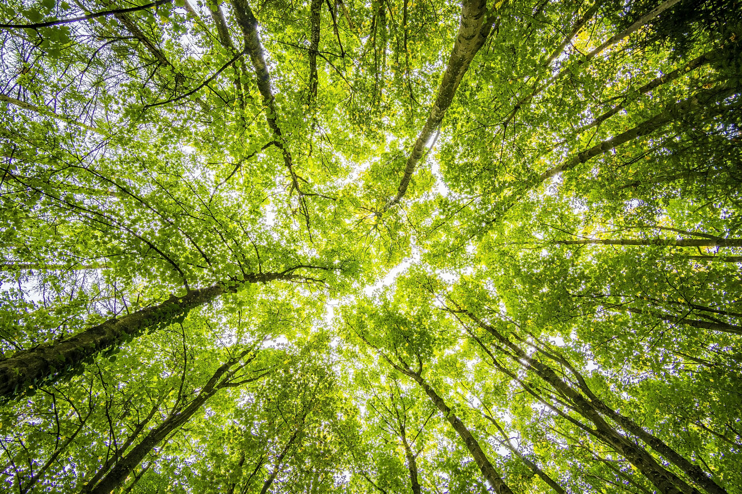 GEOFIT est intervenu sur la campagne de reforestation de la forêt de Maubuisson, dans le Val-d'Oise.