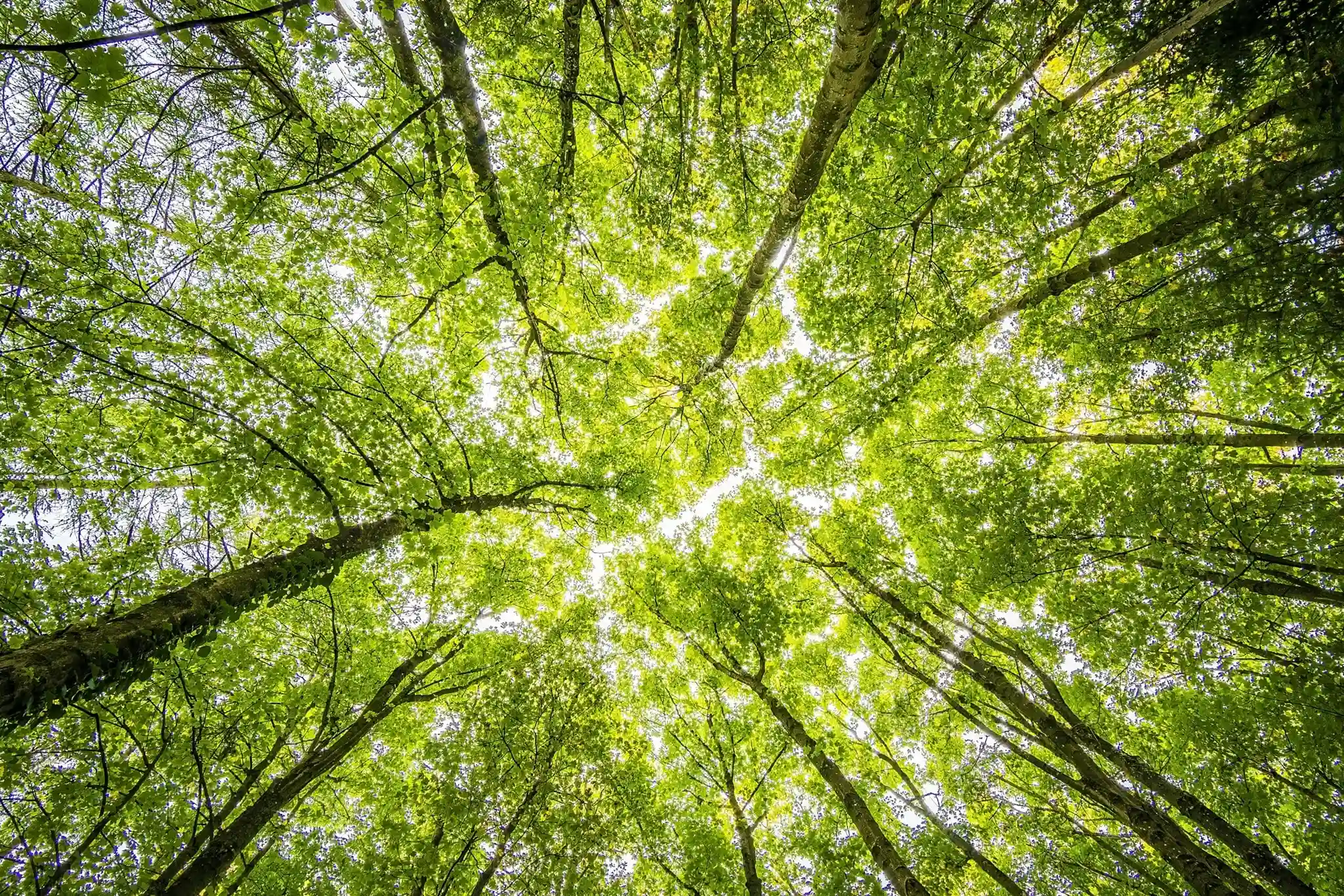 GEOFIT est intervenu sur la campagne de reforestation de la forêt de Maubuisson, dans le Val-d'Oise.