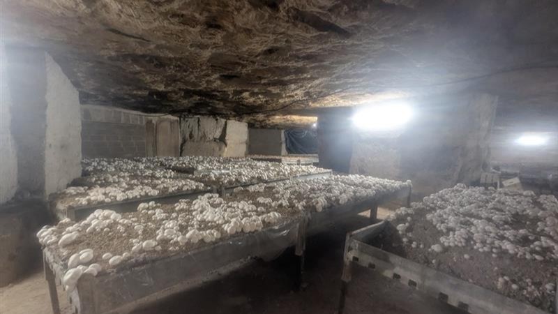 Intérieur d'une champignonnière